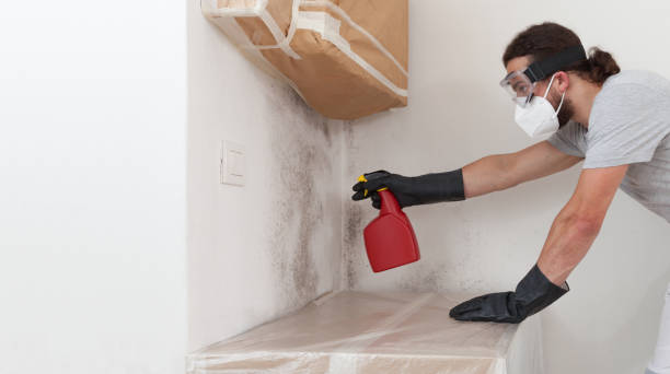 Professional Mold Remediation technician working in Chestnut Hill, MA